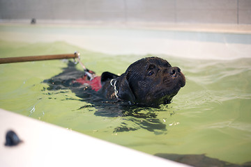 Image showing dog thalassotherapy