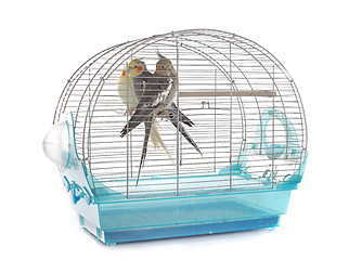 Image showing Cockatiel in cage