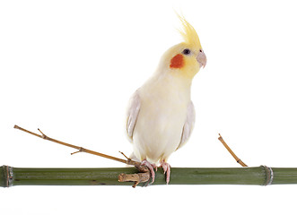 Image showing Cockatiel