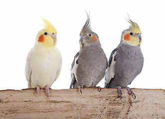 Image showing Cockatiel