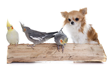 Image showing Cockatiel and chihuahua