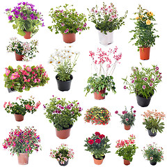 Image showing group of flower plants