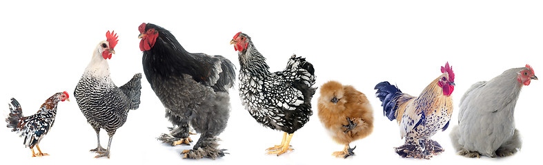 Image showing group of  chicken