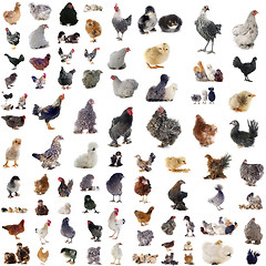 Image showing group of chickens