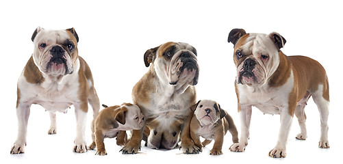 Image showing family english bulldog