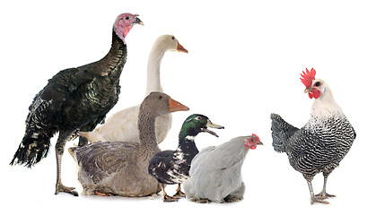 Image showing group of poultry