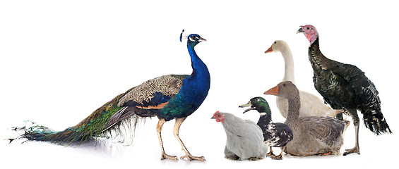 Image showing group of poultry