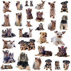 Image showing group of yorkshire terrier