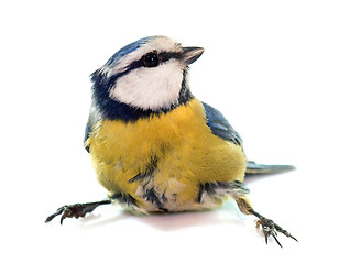 Image showing Eurasian blue tit