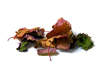 Image showing colorful patchouli leaves dried