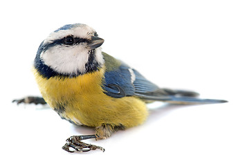 Image showing Eurasian blue tit