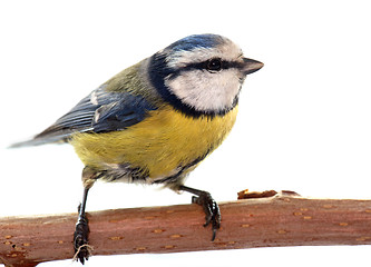 Image showing Eurasian blue tit