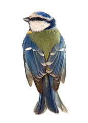 Image showing Eurasian blue tit