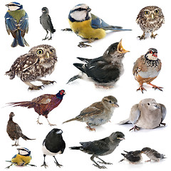 Image showing group of wild bird