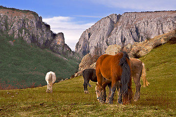 Image showing Horses