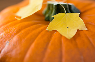 Image showing close up of pumpkin and autumn leaves