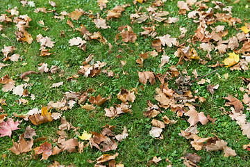 Image showing close up of fallen maple leaves on grass