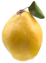 Image showing Quince Cutout