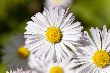 Image showing white flowers   close-up  