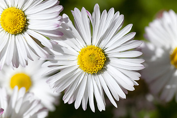 Image showing white flowers   close-up  