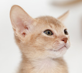 Image showing Abyssinian kitten . color fawn