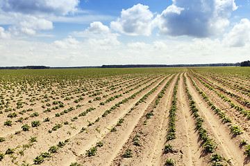 Image showing potato field . furrow