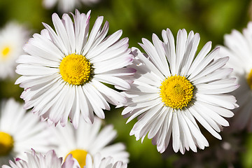 Image showing white flowers   close-up  