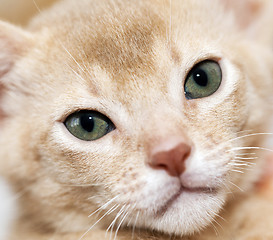 Image showing Abyssinian kitten . color fawn