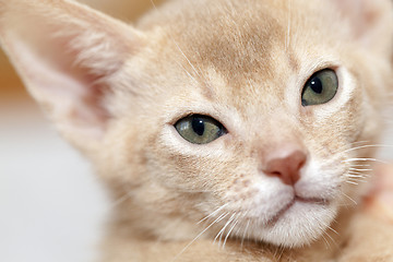 Image showing Abyssinian kitten . color fawn