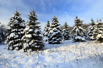 Image showing Spruce winter -. fir tree 