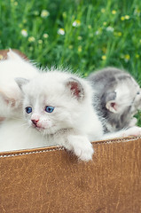 Image showing A cute little kitten