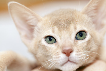 Image showing Abyssinian kitten . color fawn