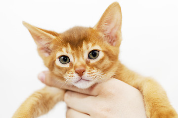 Image showing Abyssinian kitten . close-up  