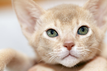 Image showing Abyssinian kitten .  fawn