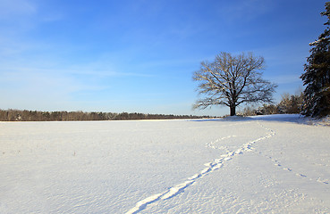Image showing lonely tree .  snow.