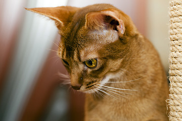 Image showing Abyssinian kitten . close-up  