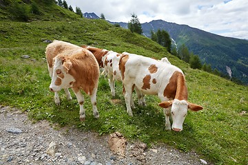 Image showing Cows grazing on the hillside