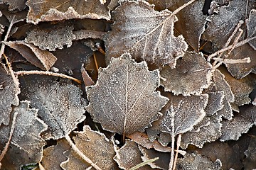 Image showing Fallen frosty leaves