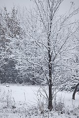 Image showing Winter tree with snow