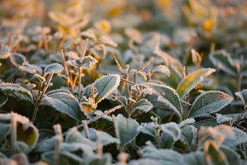 Image showing Frozen plants