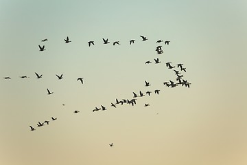 Image showing Geese Flying