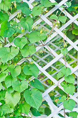 Image showing kiwi leaves