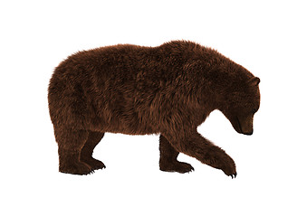 Image showing Grizzly Bear on White