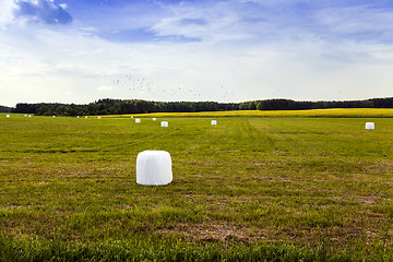 Image showing harvesting grass.  in cellophane