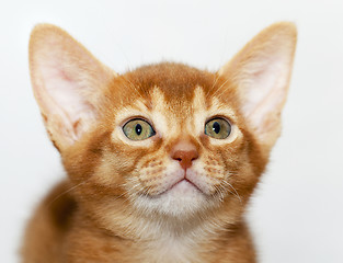 Image showing Abyssinian kitten   close-up  