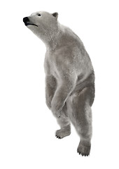 Image showing Polar Bear on White