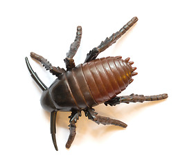 Image showing Plastic cockroach isolated