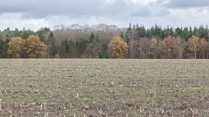 Image showing Cultivated field in the Netherlands