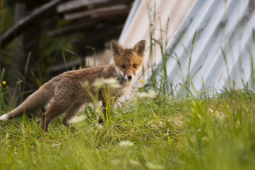 Image showing fox cub