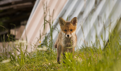 Image showing fox cub